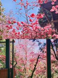 昆明賞櫻好去處‖打卡避坑攻略