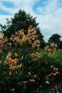 Discover the Summer Beauty of Kew Gardens