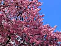 河津桜の美しさに感動！