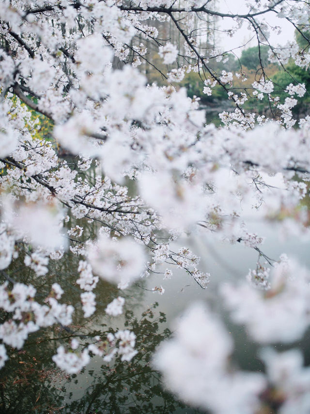 🌸 上海植物園的早櫻開了，春天真的來了！