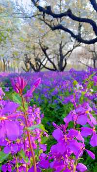 「不到三台山國家森林公園，又怎能算來過宿遷？」