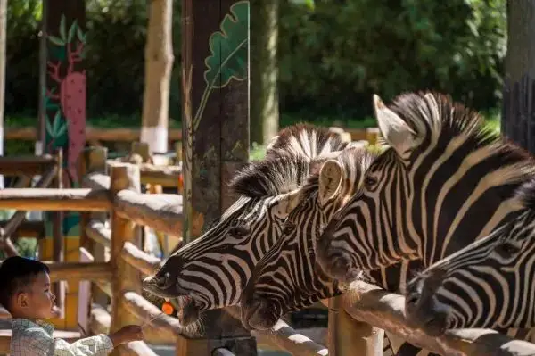 Shanghai Wildlife Park vs Shanghai Zoo