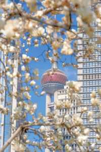 3.19上海的白玉蘭實在是太美了🌸