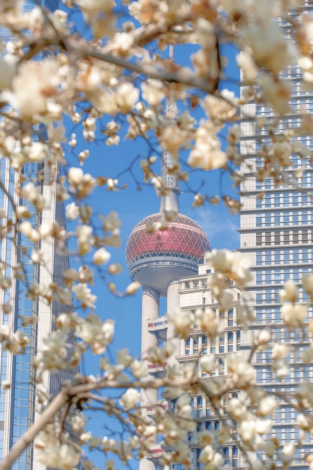 3.19上海的白玉蘭實在是太美了🌸
