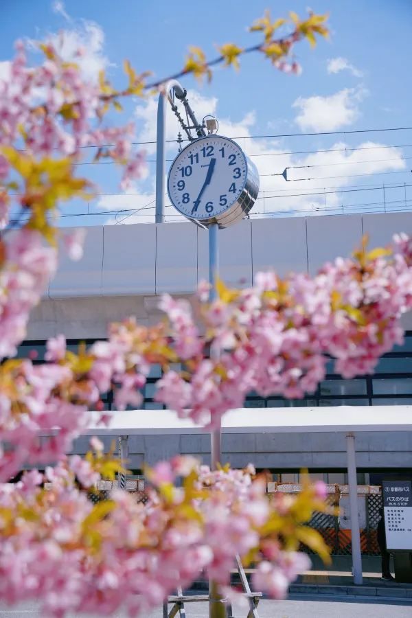 Discover the Cherry Blossom Sea in Kyoto with Direct Metro Access!