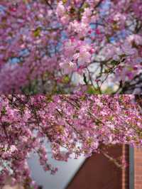 公園裡的海棠花