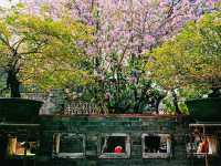 Exploring Zhongshan City Parks During Spring Full Bloom