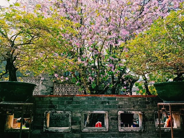 Exploring Zhongshan City Parks During Spring Full Bloom