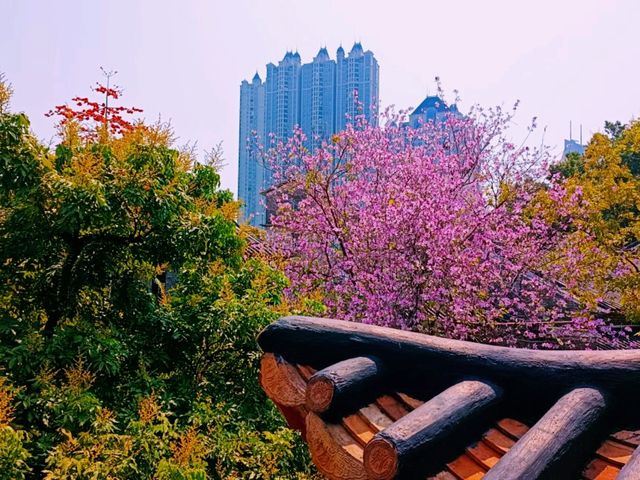 Exploring Zhongshan City Parks During Spring Full Bloom