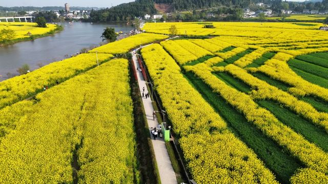 潼南崇龛油菜花海——錯過等一年！