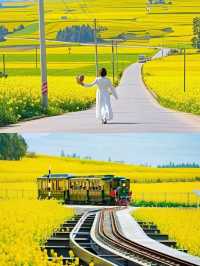 羅平賞油菜花‖打卡避坑攻略