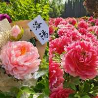 穿越時空，邂逅神都牡丹洛陽