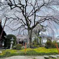 京都櫻花：六角堂🌸  