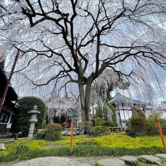 京都櫻花：六角堂🌸  