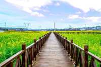 咸寧陽春三月賞油菜花