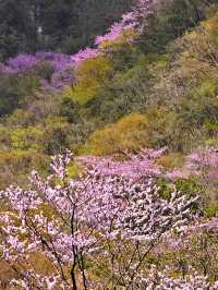 遊客很少山花爛漫的小眾景點