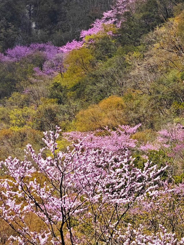 遊客很少山花爛漫的小眾景點