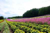 北海道盛夏，邂逅花海與山海。