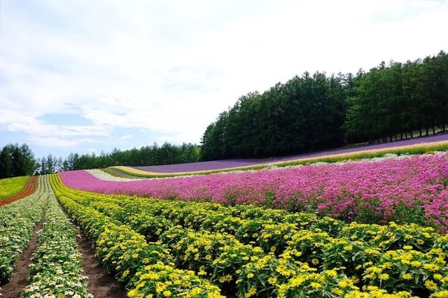 北海道盛夏，邂逅花海與山海。