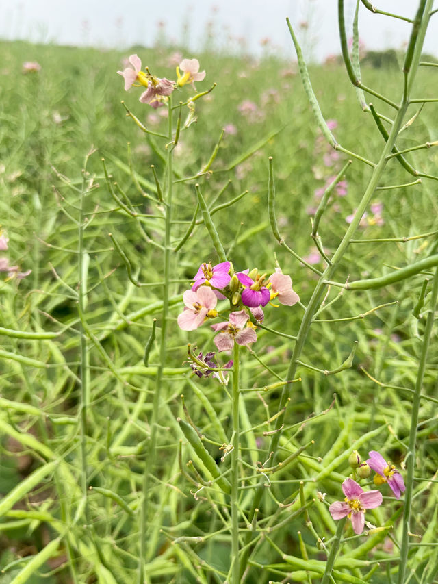 七彩油菜花｜雖然來晚了，但還是相遇了