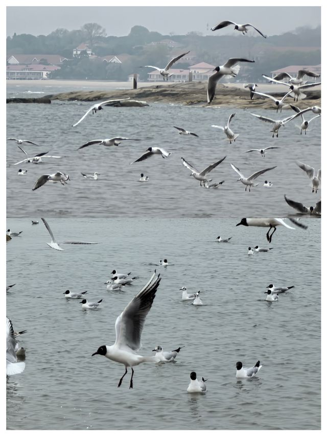 【河北秦皇島～北戴河老虎石海上公園】