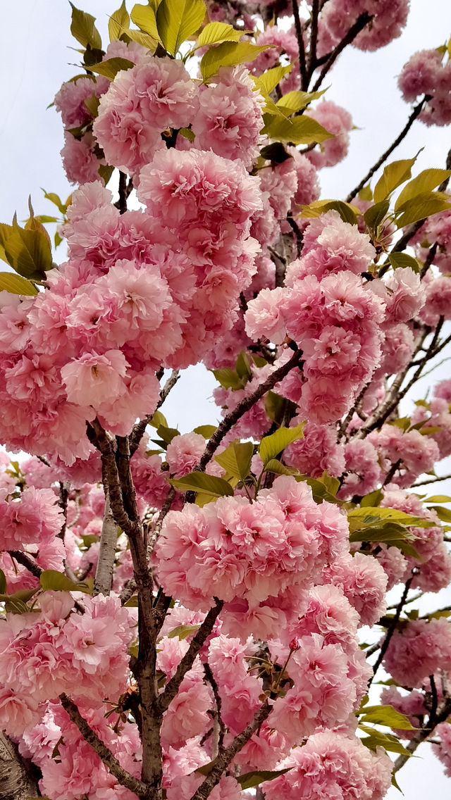 溫哥華櫻情速遞20 | 春日小巷裡的盲盒