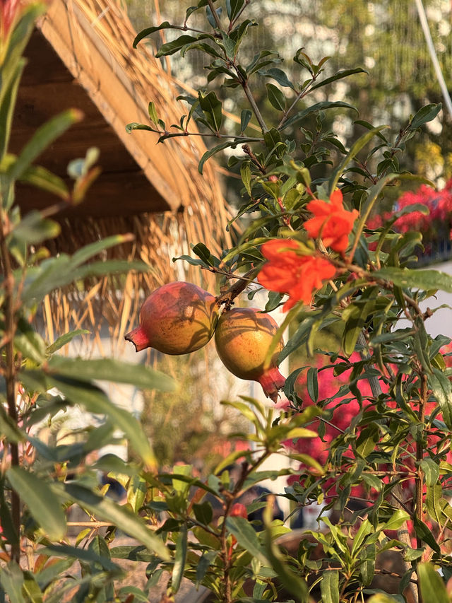 🌻風光攝影｜2025維港公園花開進行時