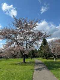 🌸北海道札幌中島公園 | 春日櫻花盛景🌸