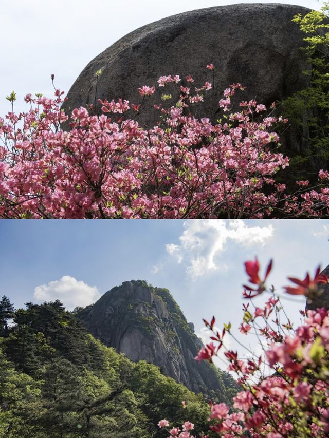 如果唔嚟花台一趟，就錯過今年嘅杜鵑花期喇