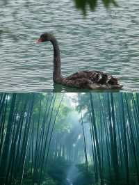 闖進萬畝竹海！這片竹海承包了整個夏天的清涼