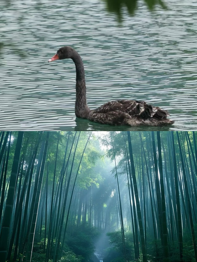 闖進萬畝竹海！這片竹海承包了整個夏天的清涼
