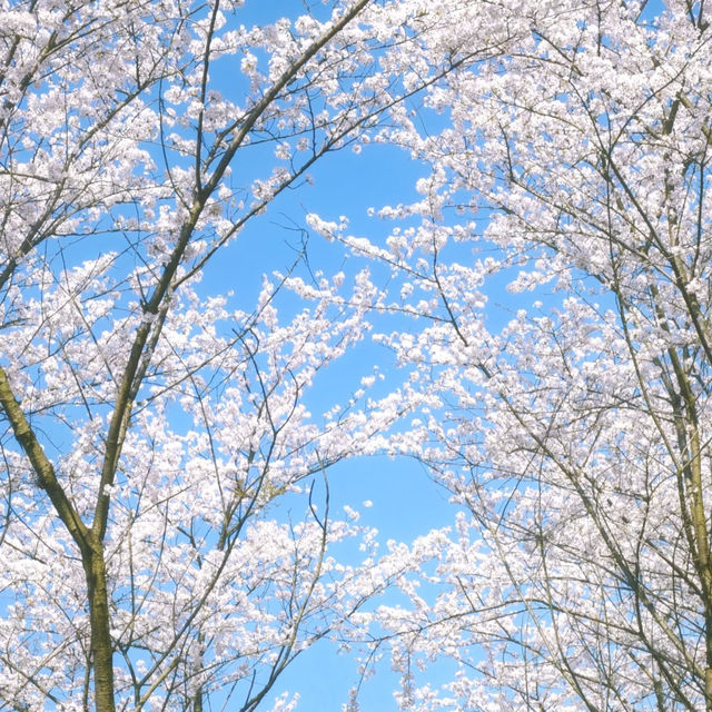 🌸奔赴萬畝粉白浪漫！貴州安順貴安櫻花園必打卡攻略 