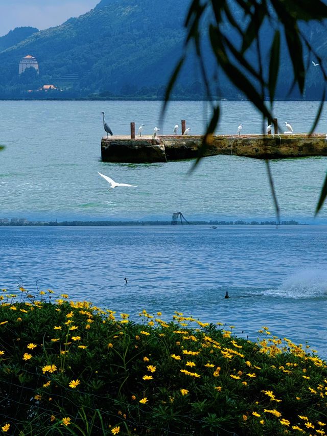 滇池，夏日限定壁紙。