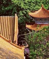 唐山遵化禪林寺古銀杏風景園參觀攻略