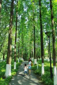 我的城市公園徒步天花板城市裡的綠野仙蹤