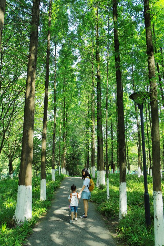 我的城市公園徒步天花板城市裡的綠野仙蹤 我的城市公園徒步天花板城市裡的綠野仙蹤