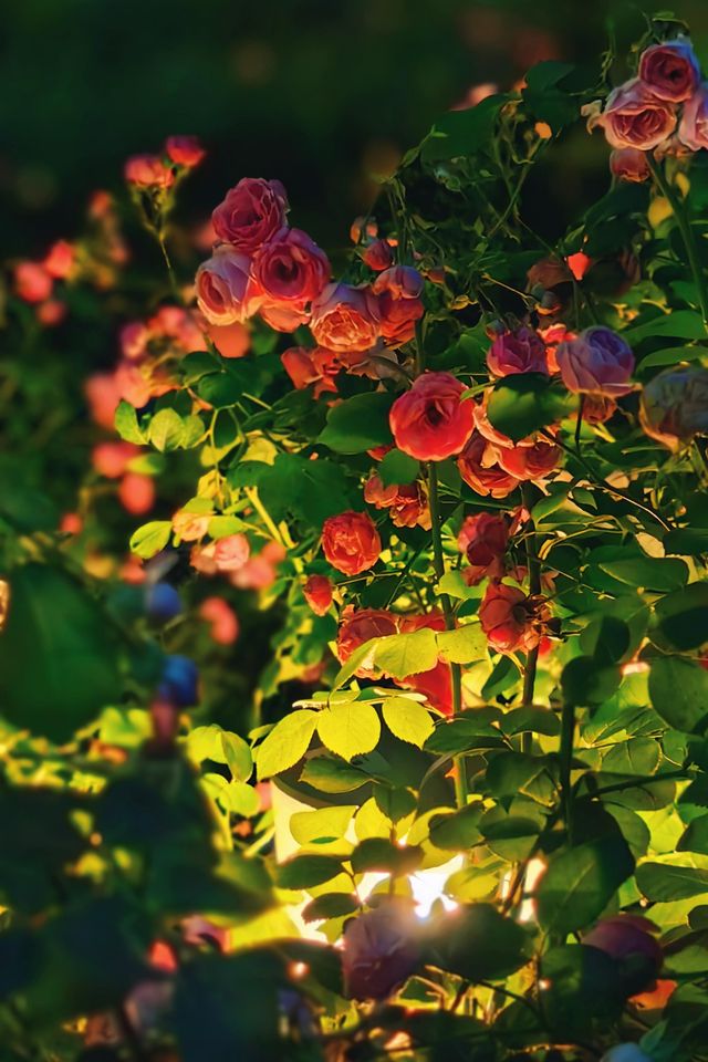 天啊蘇州竟藏着一個“海邊莫奈花園”