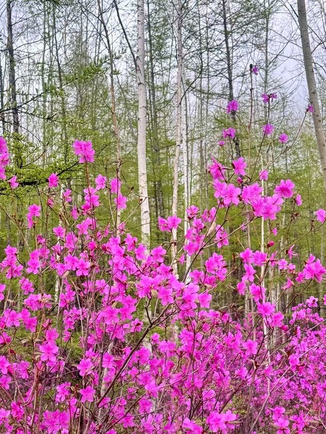 6月嘅漠河性價比最高
