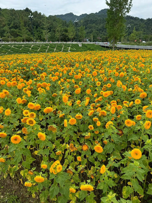 💐梵高原款泰迪向日葵花海打卡攻略
