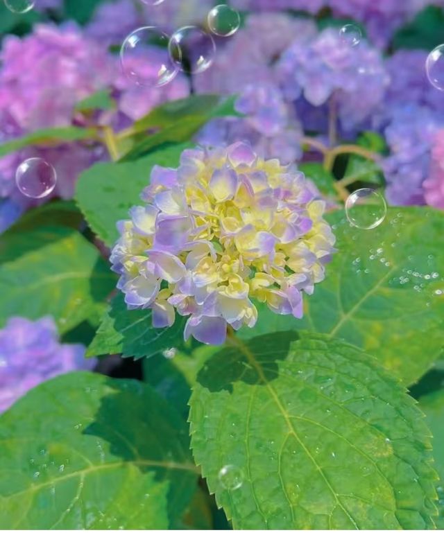 南昌版有風小院南昌綠野仙蹤高新花卉市場