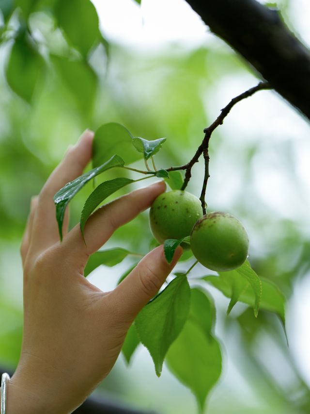 一顆梅子的心事 | 今日開始變溫柔