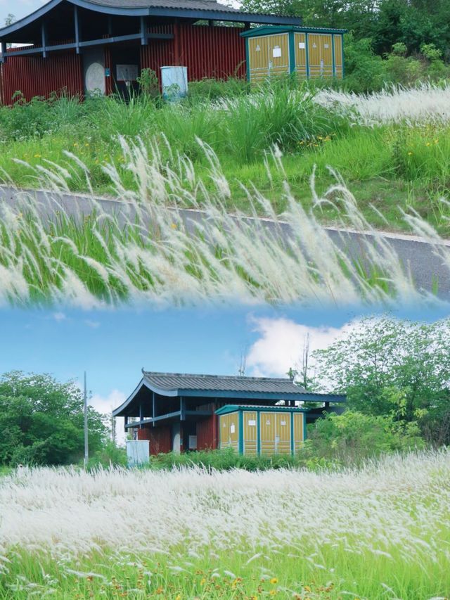 夏日消暑指南：黃昏去濕地公園追一場橘子味日落啦！