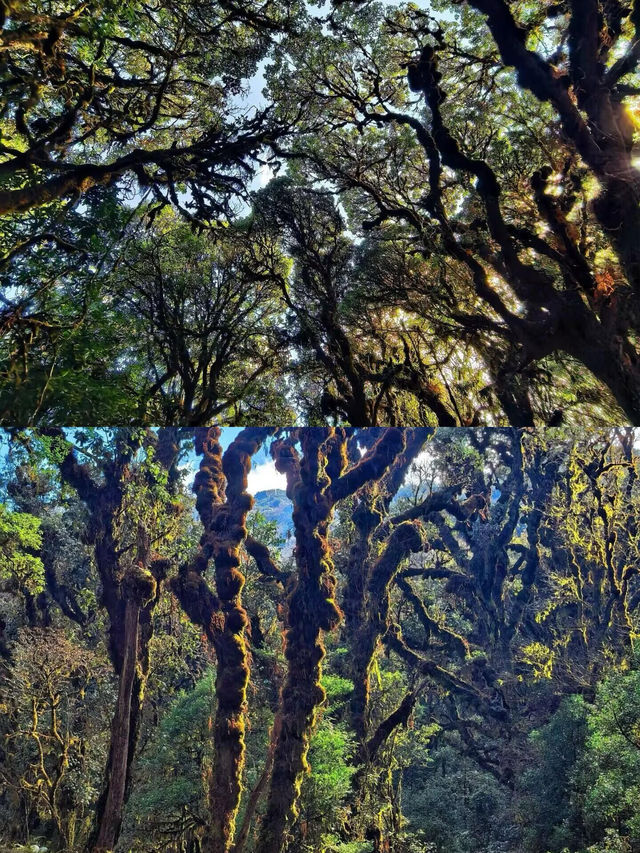雲南保山|確實超出預期