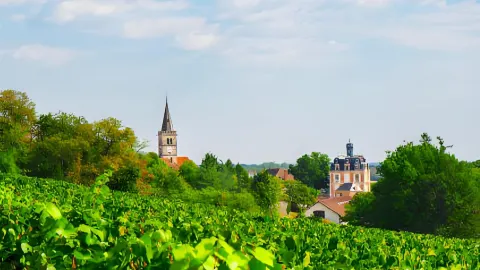 Burgundy's Most Beautiful Wine Country Tour  — traveler post in Dijon