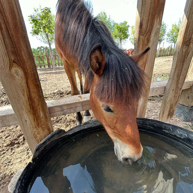 Shenzhou Desert Wildlife Zoo - 神州荒漠野生动物园!