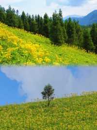 今年桂林小黃花嘅天花板：茶坪水庫