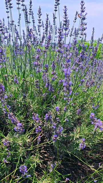 Summer Blooms】Guide to Visiting the Lavender Garden in Kuki City