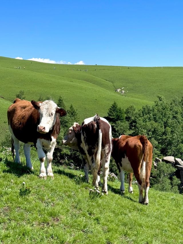 北京3小時直達！20℃抹茶色清涼秘境藏不住了！