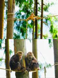 成都周邊1.5小時 | 行山避暑、玩水、睇動物