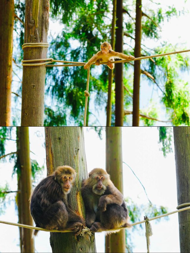 成都周邊1.5小時 | 行山避暑、玩水、睇動物